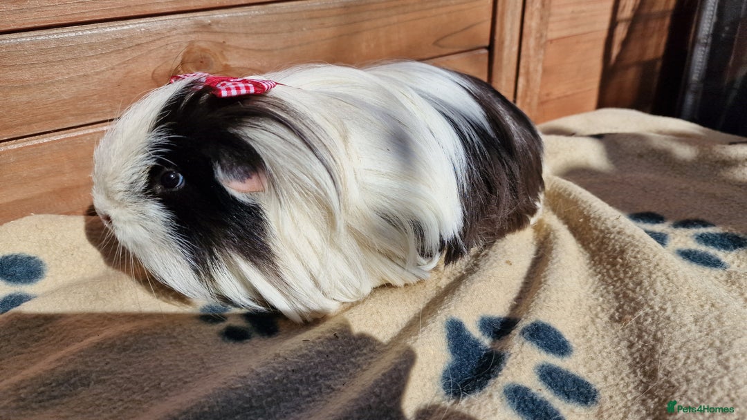 Guinea Pig rodents for sale: Male Guinea pigs, Ip3 - Image 8