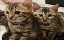 Bengal cats for sale: Bengal kittens last girl available  - Advert 3