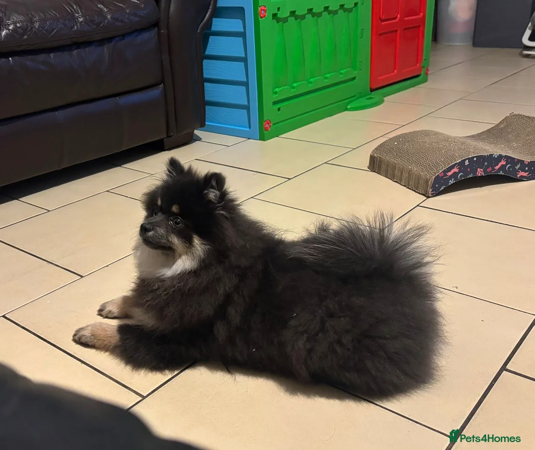 Pomeranian dogs for sale: Last kc reg girl available 5 half months old  ❤️ - Advert 4