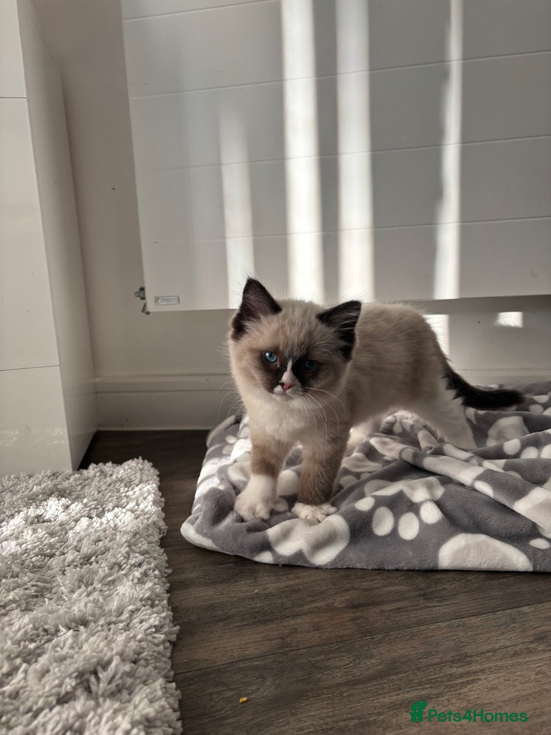 Ragdoll cats for sale: Tilbury  - Advert 4