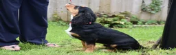 Cocker Spaniel dogs for sale: 5 Months Old Male Working Cocker KC Reg - Advert 12