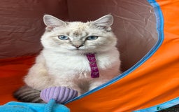 Ragdoll cats for sale: Beautiful Female ragdoll kitten  - Image 5