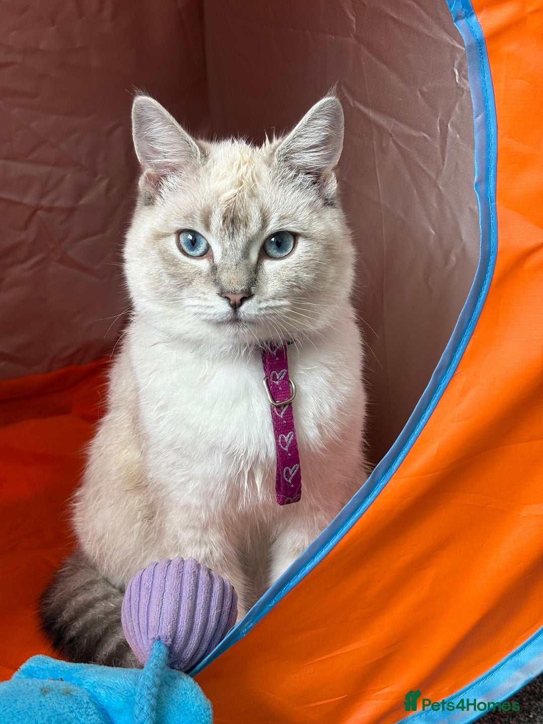 Ragdoll cats for sale: Beautiful Female ragdoll kitten  - Image 5