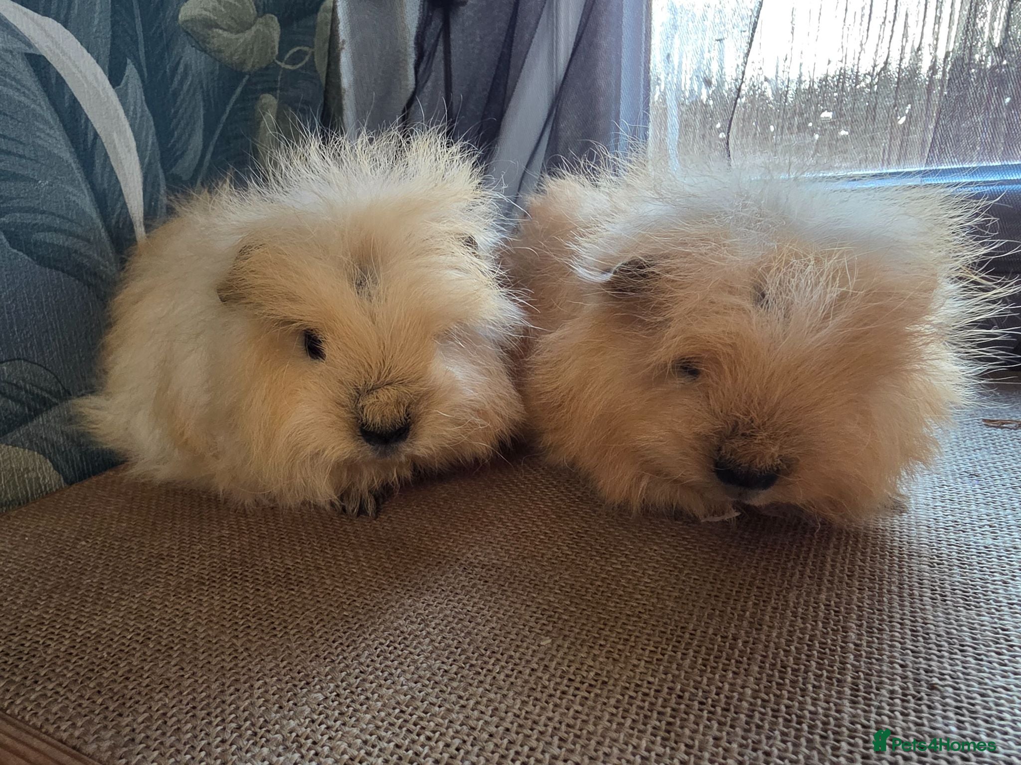 Guinea Pig rodents 2 Swiss Guinea pigs brothers - Advert 1