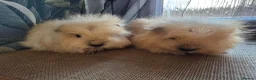 Guinea Pig rodents for sale: 2 Swiss Guinea pigs brothers in Great Yarmouth - Advert 1