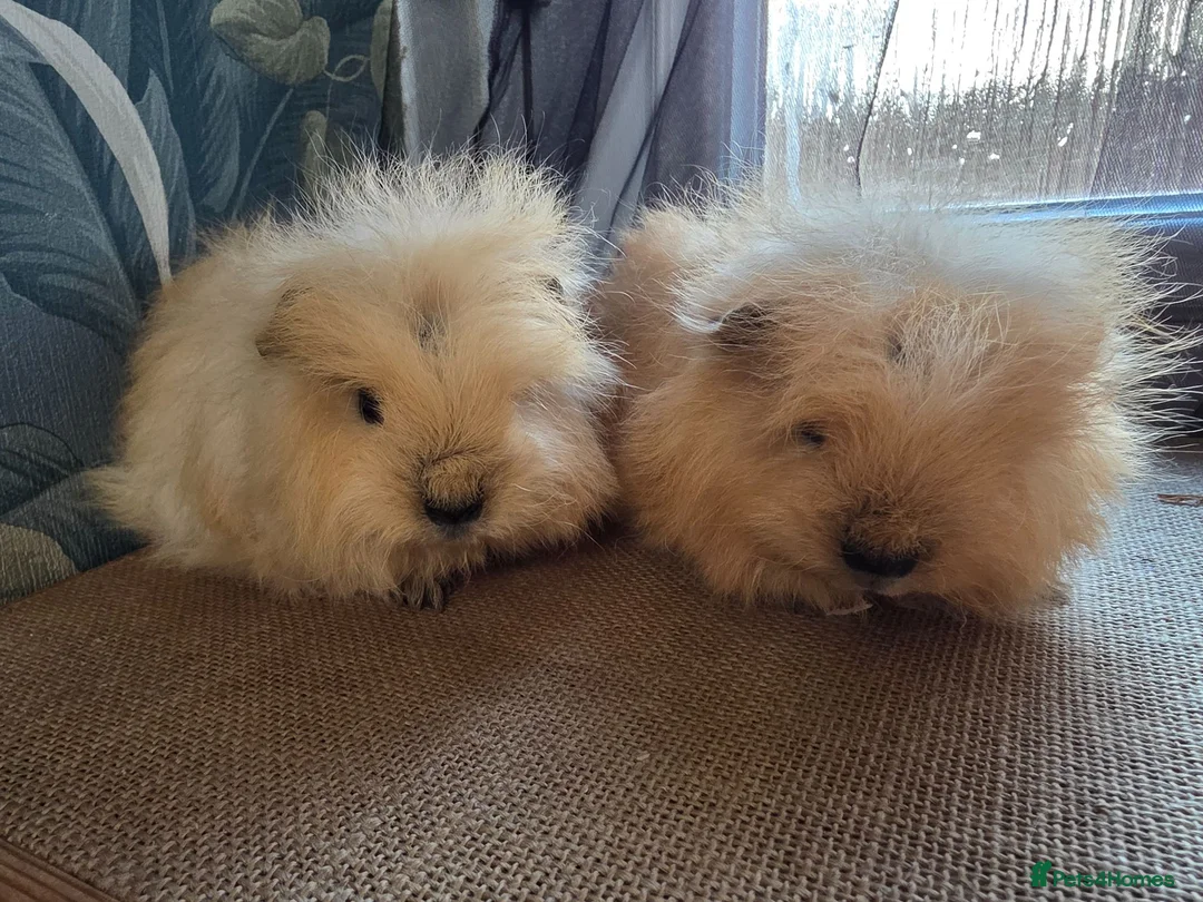 Guinea Pig rodents for sale: 2 Swiss Guinea pigs brothers in Great Yarmouth - Advert 1