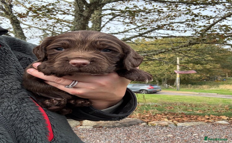 Sprocker dogs - Advert 1