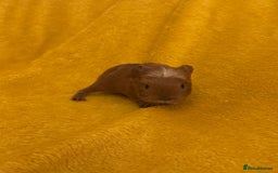 Guinea Pig rodents for sale: Mixed Guinea Pig babies  - Advert 3