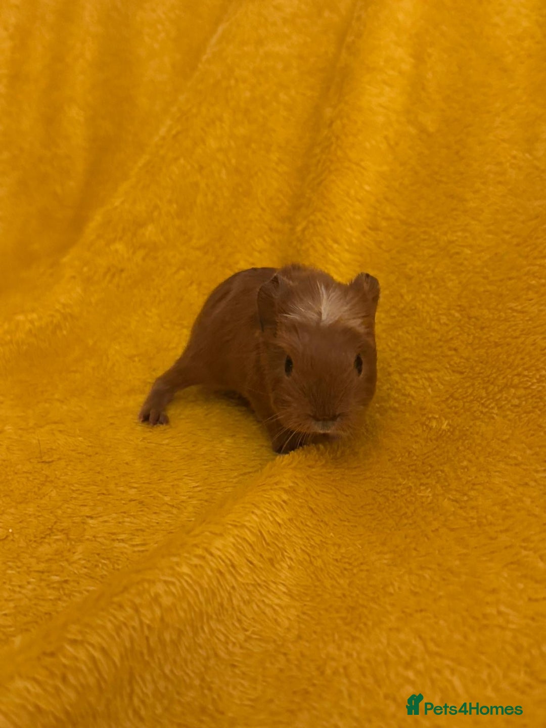 Guinea Pig rodents for sale: Mixed Guinea Pig babies  - Advert 3