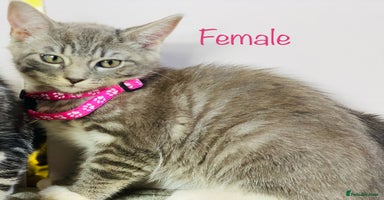 Ragdoll cats - Advert 11