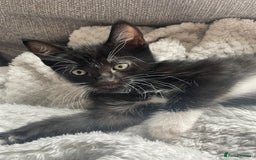 Mixed Breed cats for sale: 2 female kittens 1 male kitten for sale  - Image 14