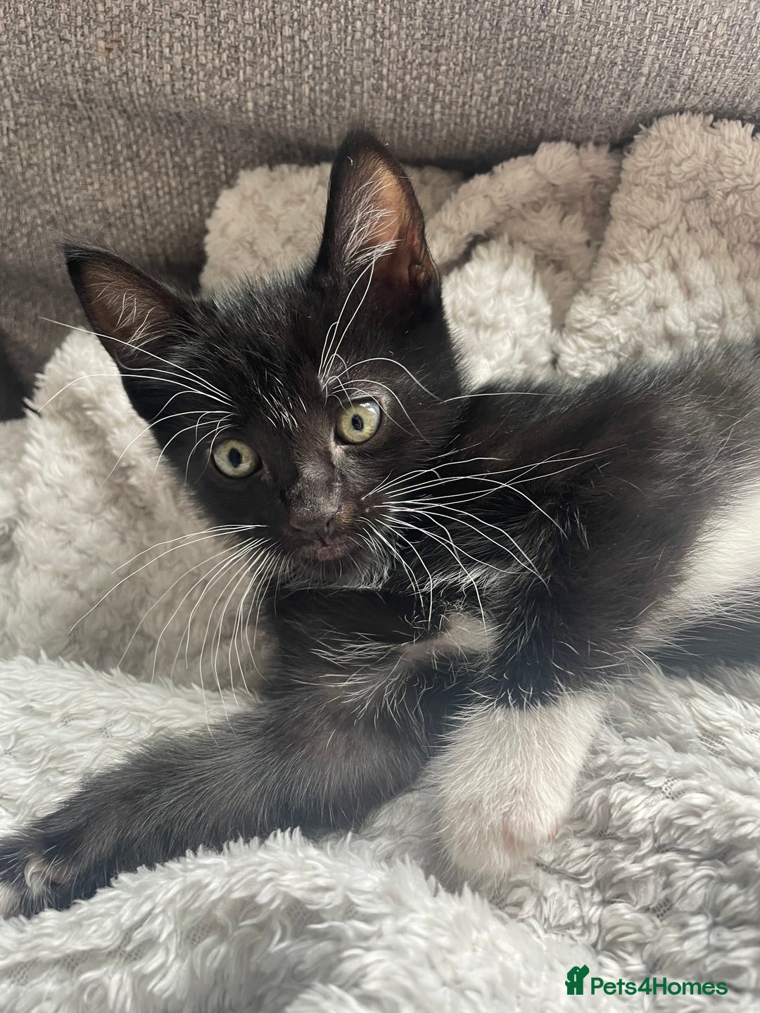 Mixed Breed cats for sale: 2 female kittens 1 male kitten for sale  - Image 14