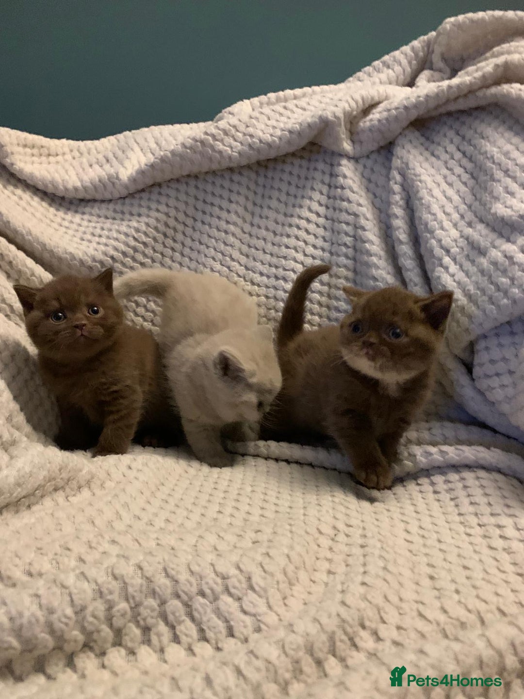 British Shorthair cats for sale: GCCF British shorthair kittens  - Advert 9