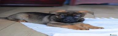 German Shepherd Puppy 8