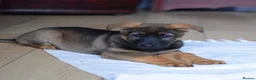 German Shepherd dogs for sale: Shorthaired German Shepherd  - Advert 27