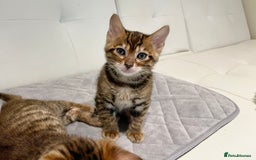 Toyger cats for sale: Full Pedigree Toyger Kittens Last Litter of 2025 - Image 24