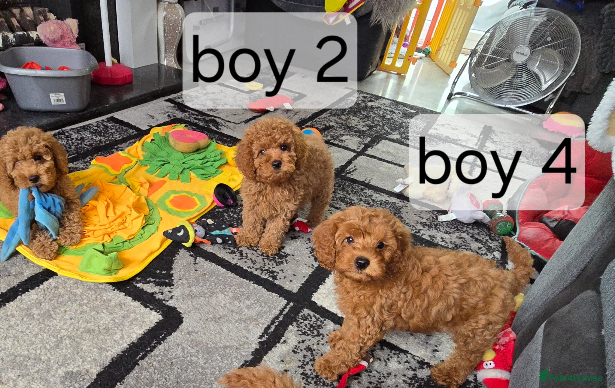 Cavapoo dogs 5 cavapoo pups ready to leave  - Advert 2