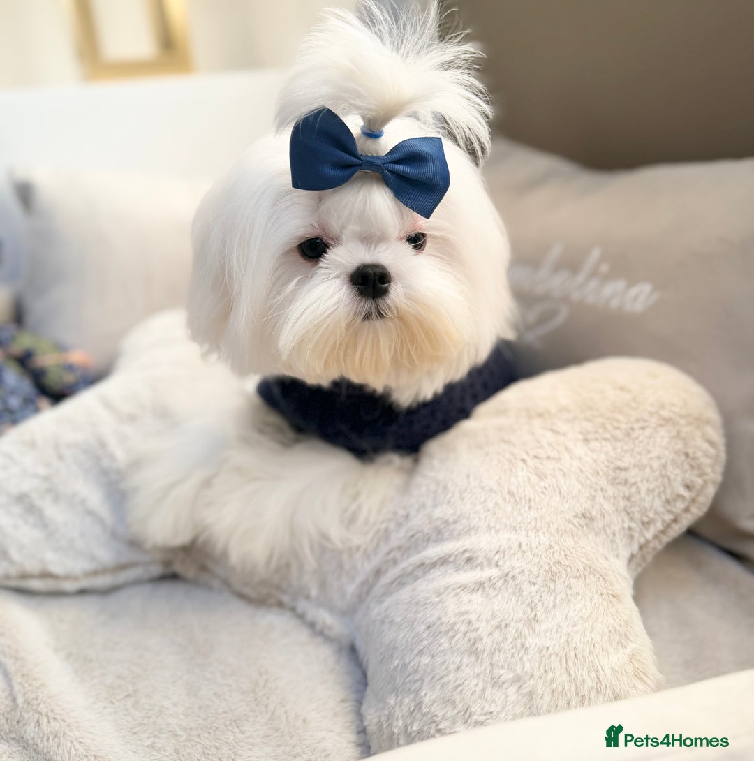 Maltese dogs for sale: Beautiful 6 month old Maltese Puppy Ready Now - Advert 30