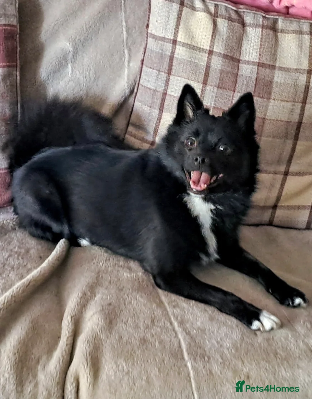 Pomsky dogs for sale: 5 Fluffy Pomsky pups- Ready Now - Advert 12