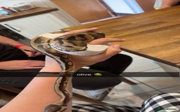 Python Snake reptiles for sale: Two Ball pythons Available - Image 2
