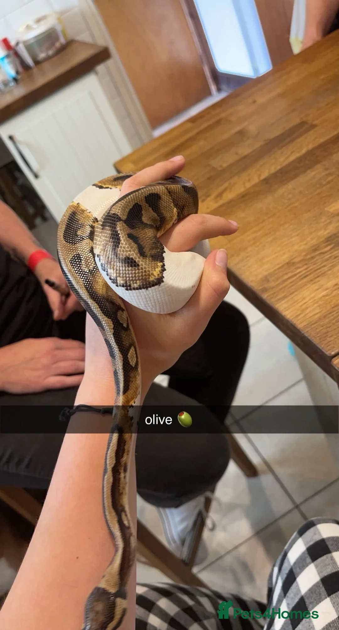 Python Snake reptiles for sale: Three Ball pythons Available - Advert 2