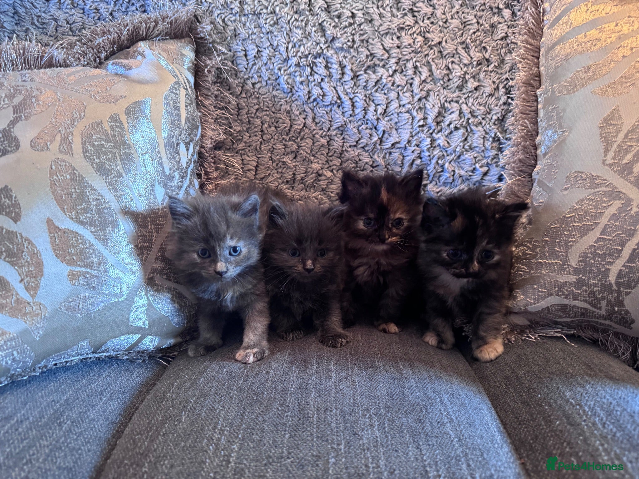 Nebelung cats 💎 Nebelung X PersianxMaincoon 💎 - Advert 2