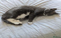 Domestic Shorthair cats for sale: Luna  - Image 2