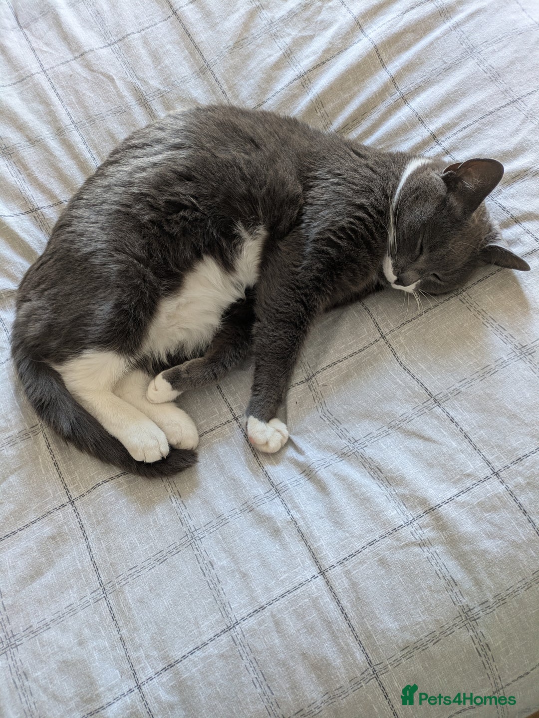 Domestic Shorthair cats for sale: Luna  - Image 2