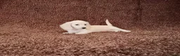 Miniature Dachshund dogs for sale: Rare Cream Longcoat Miniature Dachshund Puppies  - Advert 17
