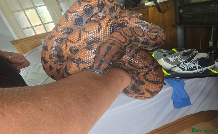 Snake reptiles - Advert 1
