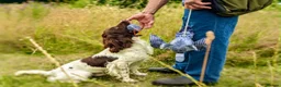 English Springer Spaniel dogs for sale: With an OFF SWITCH springers - Advert 26