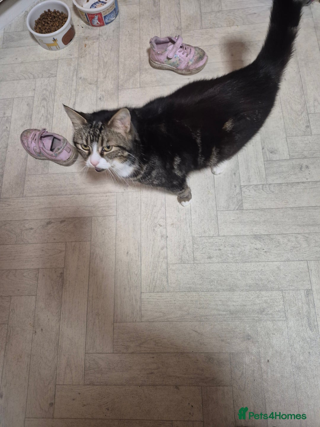 Mixed Breed cats for sale: Bella 8.5 year old cat female  - Advert 3