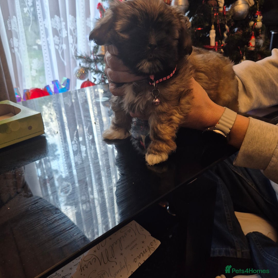 Mixed Breed dogs for sale: Lhasa shon× Shitzu - Advert 4