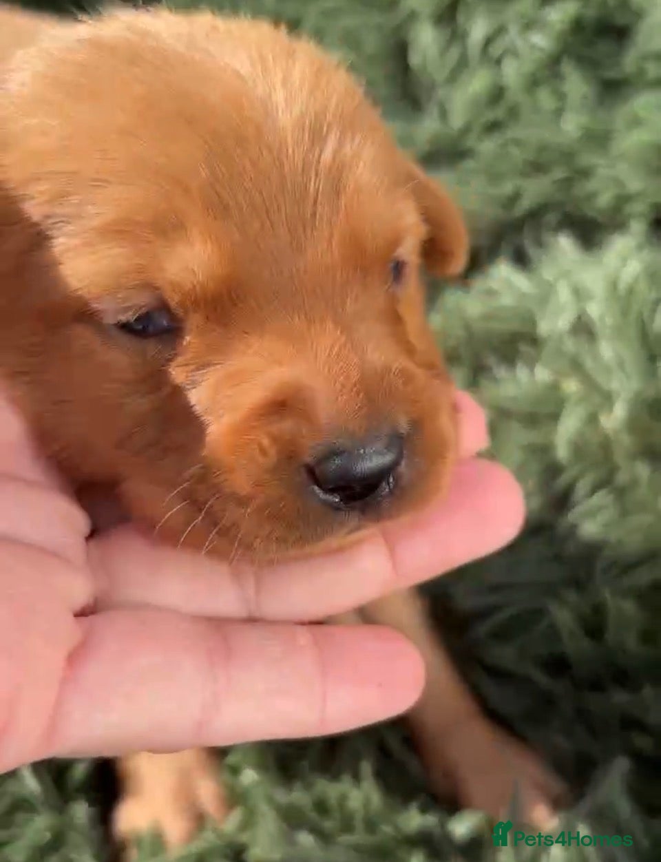 Labrador Retriever dogs 🐾 8 beautiful Labrador puppies  - Advert 10