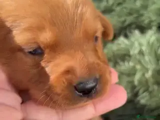 Labrador Retriever dogs 🐾 8 beautiful Labrador puppies - Advert 10