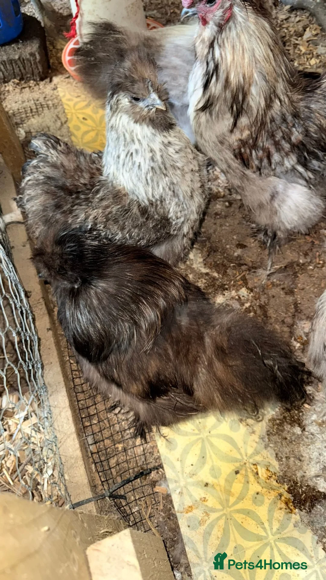 Chickens poultry for sale: Silver Partridge Silkies - Advert 2