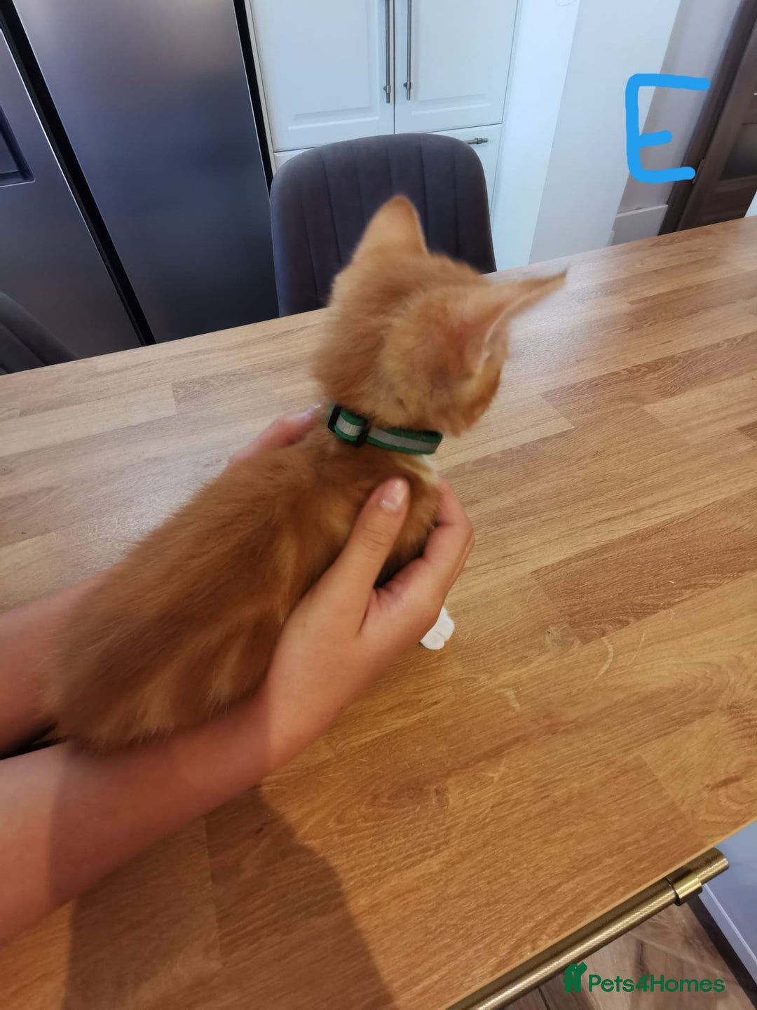 Mixed Breed cats for sale: Beautiful kittens ready now - Image 5