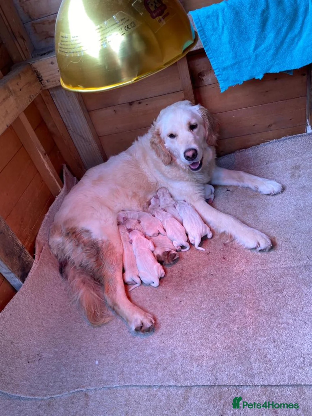 Golden Retriever dogs for stud: A proven gorgeous Golden Retriever for stud in Haywards Heath - Advert 18