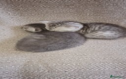 Scottish Fold cats for sale: Scottish Fold Kittens  - Image 8