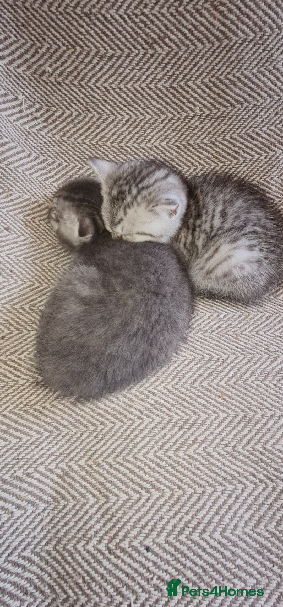 Scottish Fold cats for sale: Scottish Fold Kittens  - Image 8