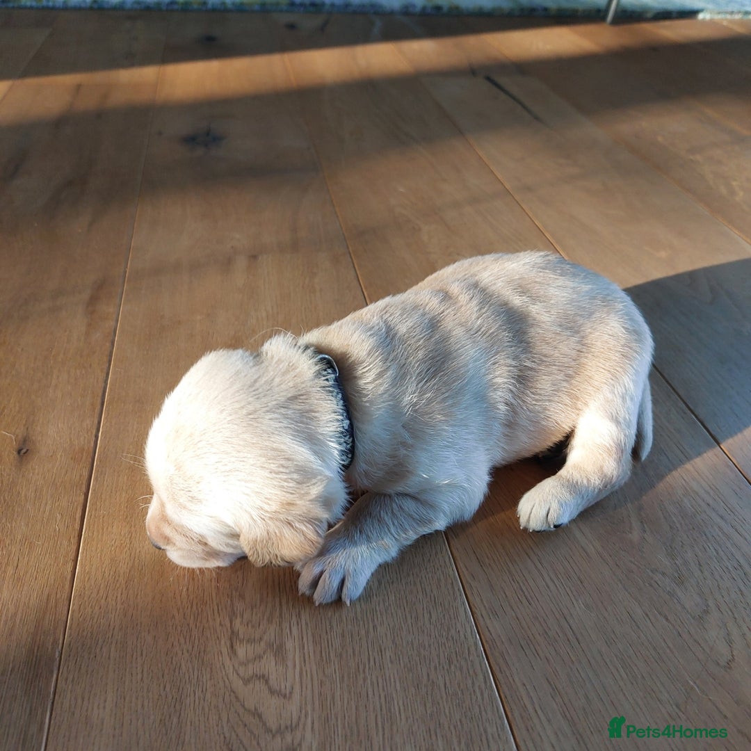 Labrador Retriever dogs for sale: Coco’s Labrador Puppies Seeking Loving Homes - Advert 20