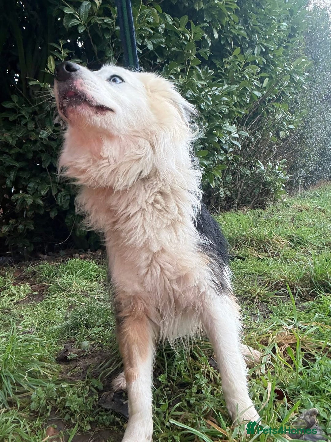Border Collie dogs for adoption: Blue - Norwich Norfolk  - Advert 12
