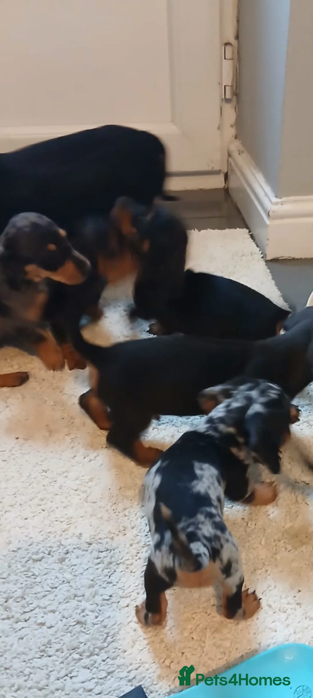 Dachshund dogs for sale: Dashound in Bolton - Advert 2