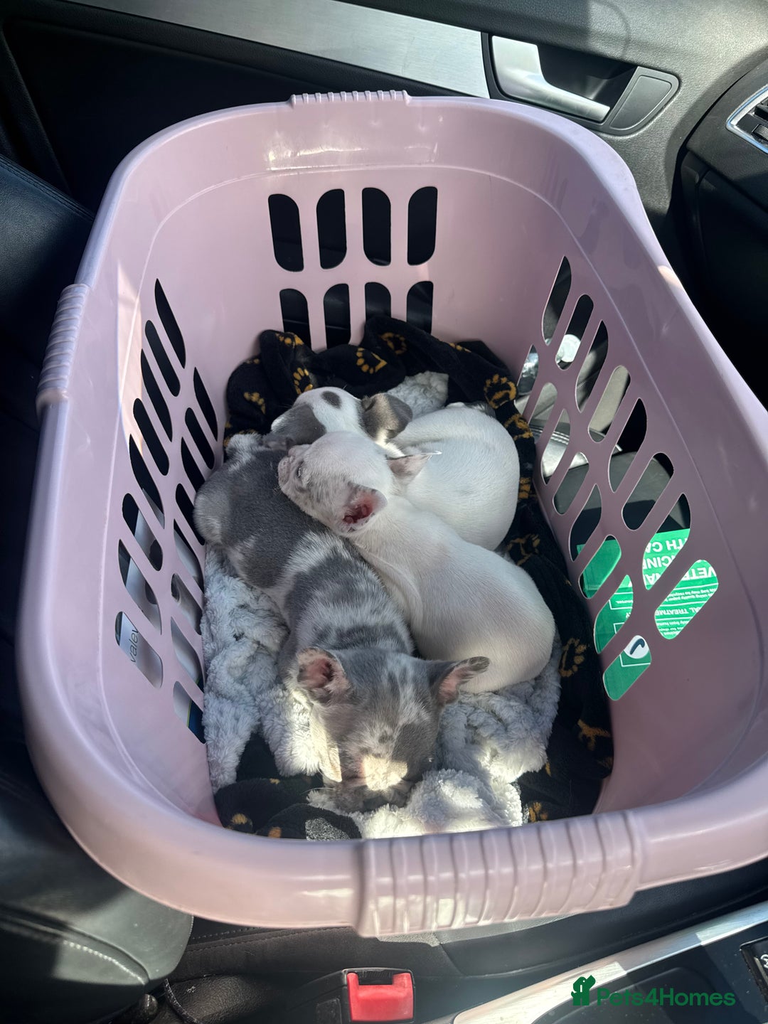 French Bulldog dogs for sale: 2 KC Reg’d French Bulldog Pups For Sale Left - Image 5
