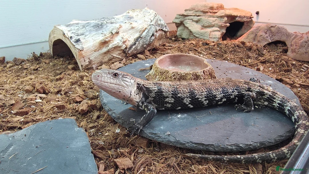 Skink reptiles for sale: Blue Tongue Skink - Advert 7
