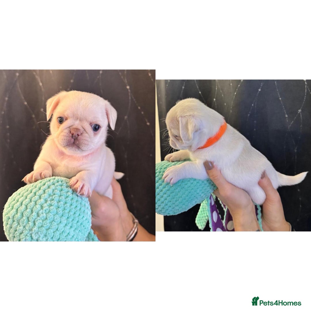 Pug dogs for sale: beautiful rare colour pug puppies - Advert 8