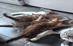 Bengal cats for sale: Bengal Kittens ready to be reserved  - Image 27