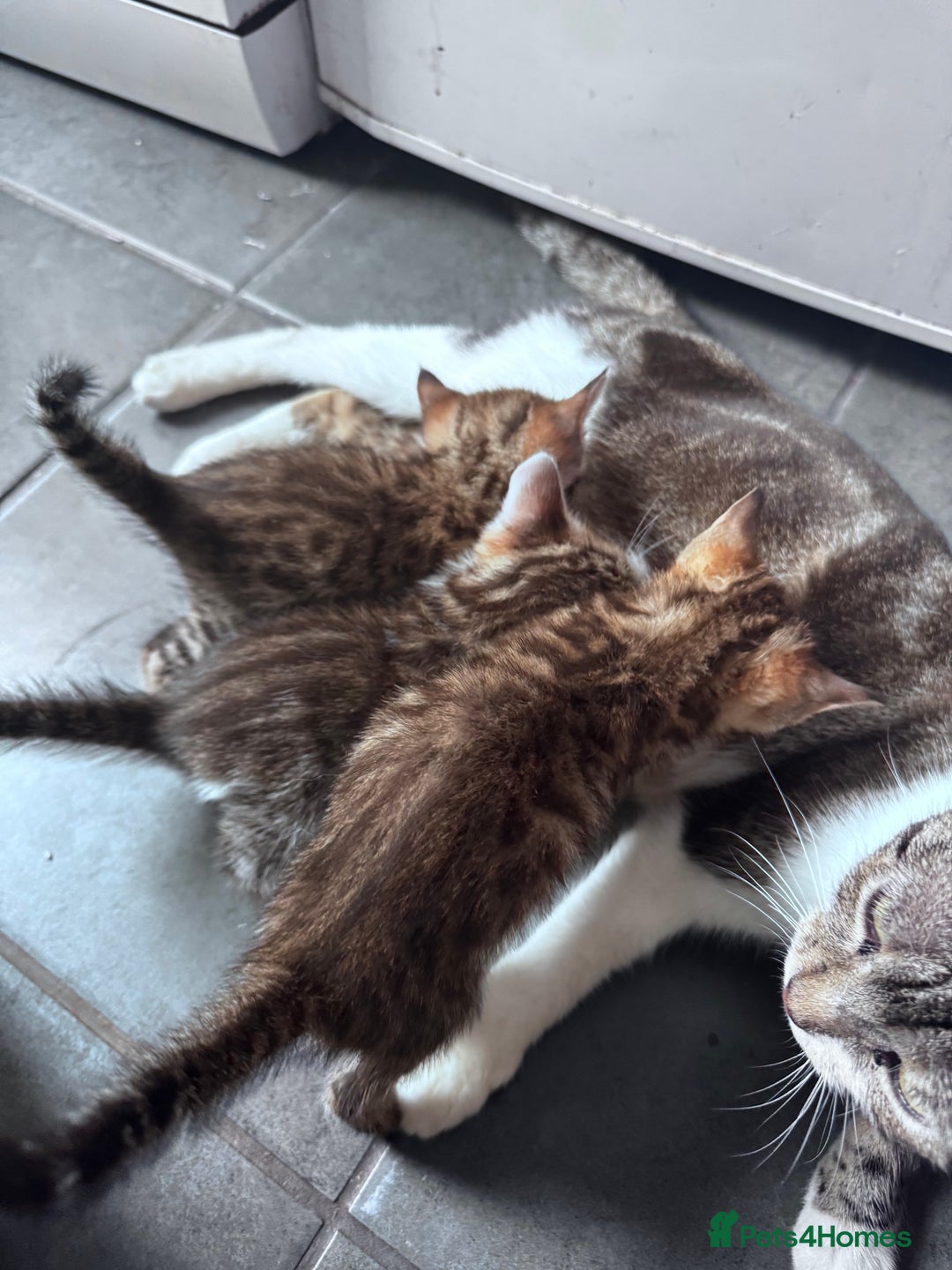 Bengal cats for sale: Bengal Kittens ready to be reserved  - Image 27