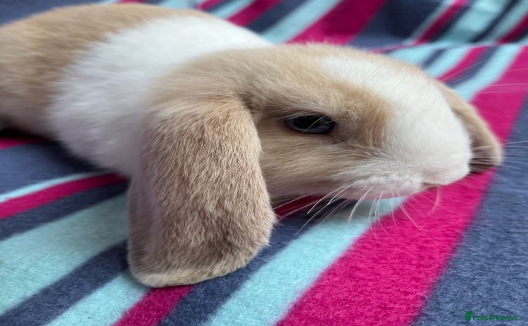 Mini Lop rabbits - Advert 5
