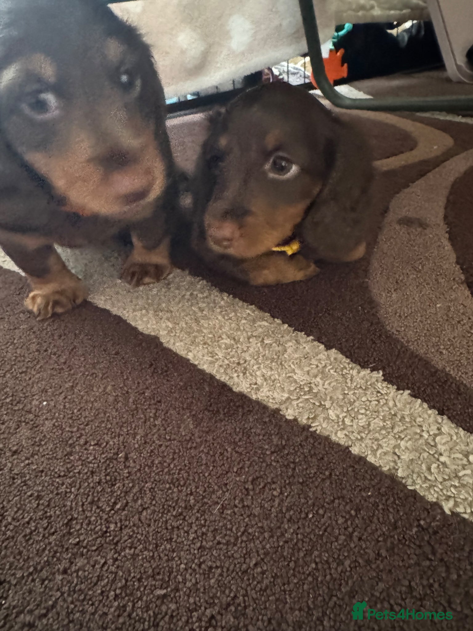 Miniature Dachshund dogs Kc registered Miniature dachshunds  - Advert 2